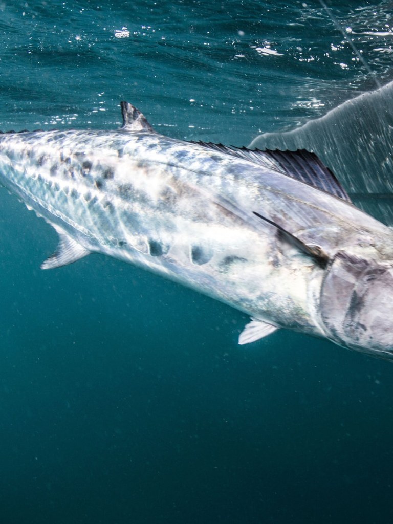 A spanish mackerel just under the surface in blue water