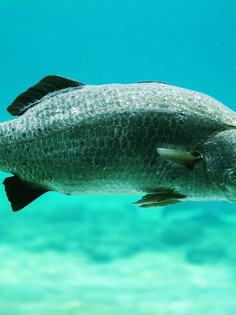 A barramundi cruising through clear tropical water