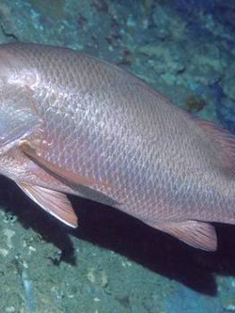 A mangrove jack over reef structure