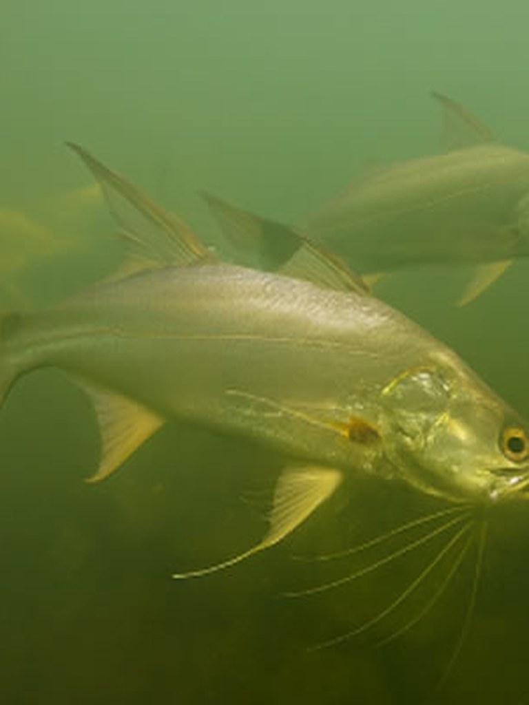 Threadfin salmon swimming in green estuary water