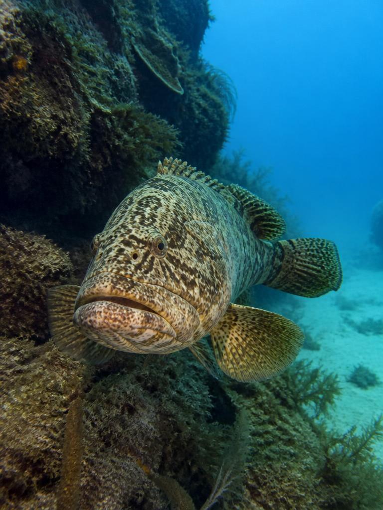 An estuary cod holding beside rocky reef structure