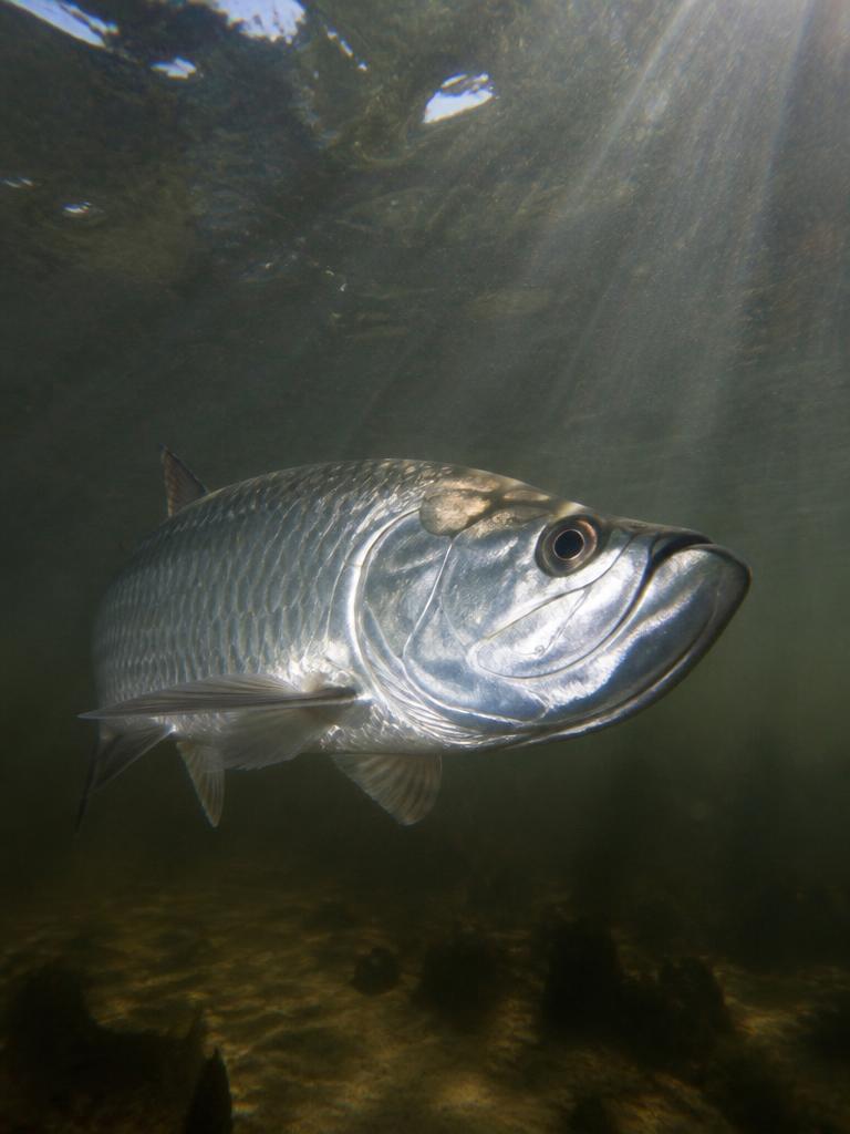 A chrome tarpon in a shaded tidal creek