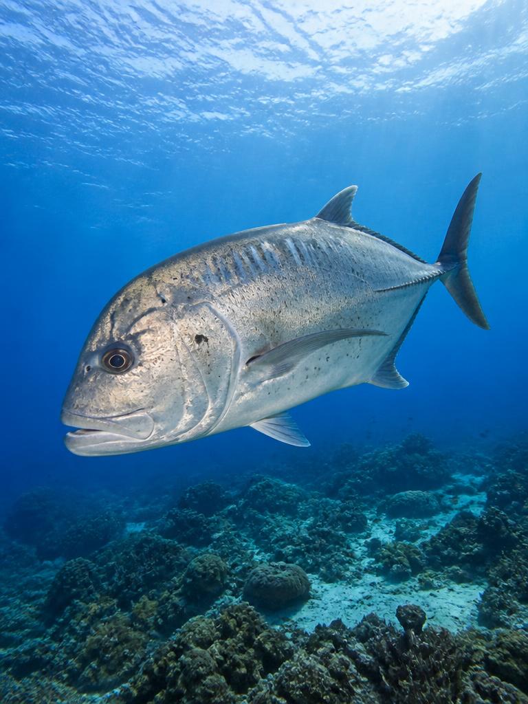 A giant trevally over a tropical reef